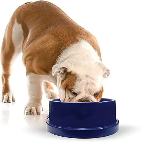 K&H Coolin' Pet Bowl 96oz in blue on a patio
