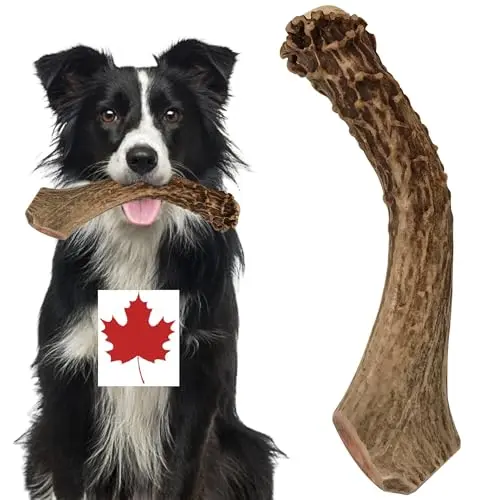 Prairie Antlers Organic Dog Chews large whole deer antler dog chew toy