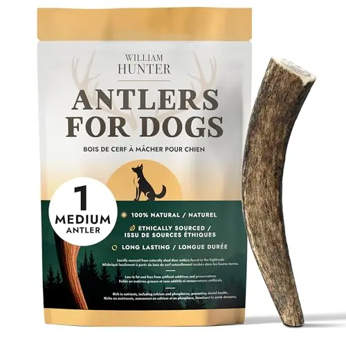 William Hunter naturally shed medium deer antler dog chew toy